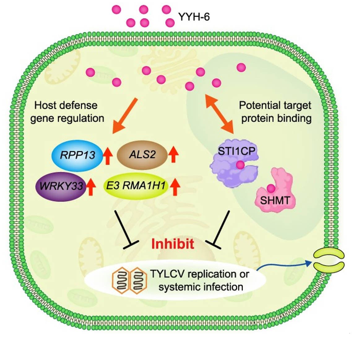 Multitarget compound strengthens tomato defenses against TYLCV